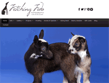 Tablet Screenshot of fetchingfidofotography.com